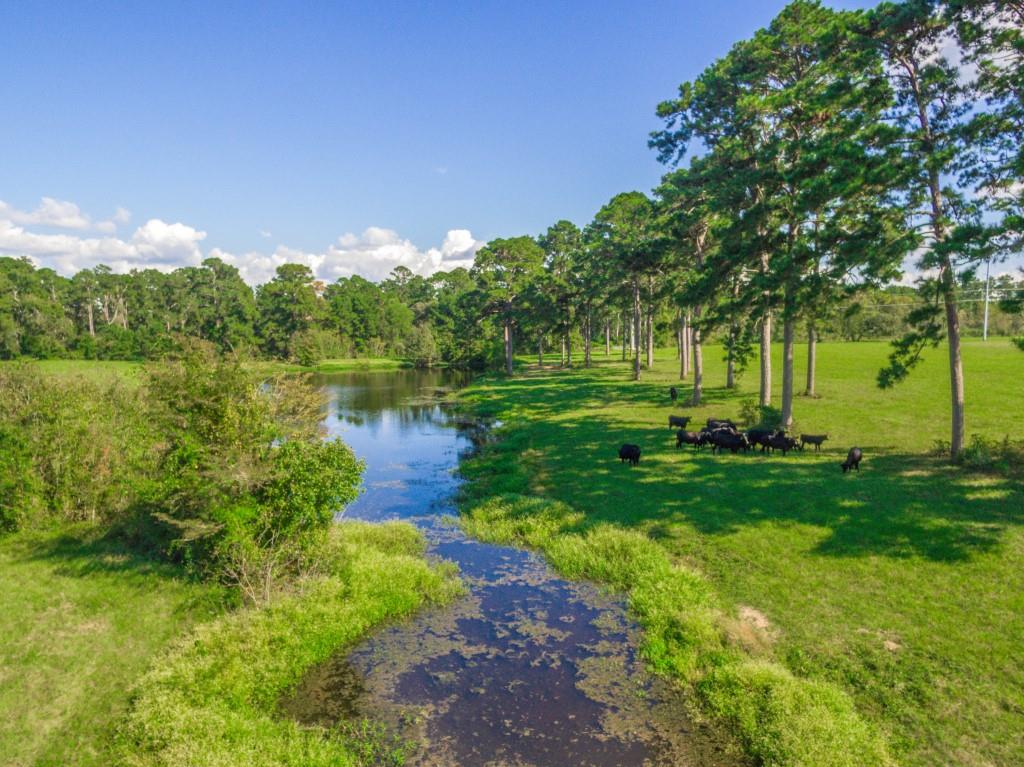 cattle-by-lake