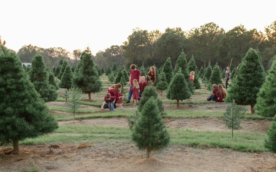 Old Christmas Tree Farm Houston The Loken Group Your Houston Real