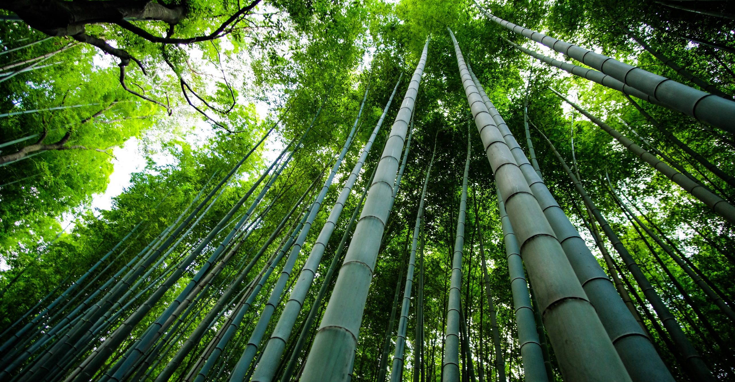 Use Bamboo To Build Homes