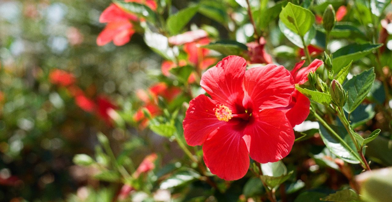 12 LowMaintenance Plants For Your Texas Garden The Loken Group