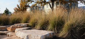 Texas Grass