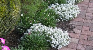 Plants For Your Texas Garden