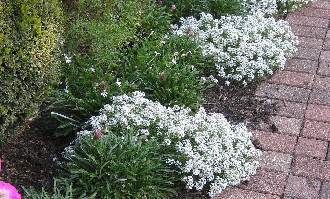 White Stream Lobularia